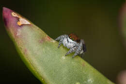 Image of Maratus albus Otto & Hill 2016