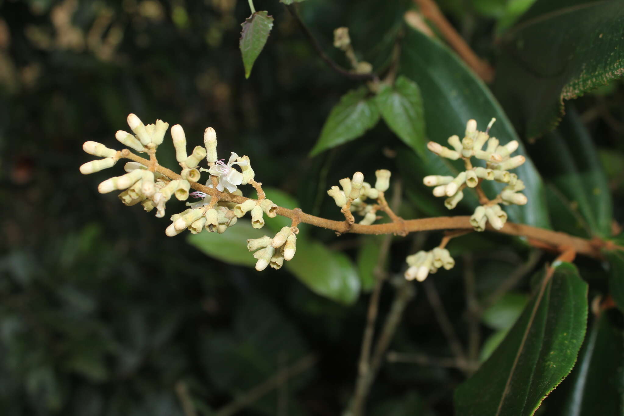 Image of Miconia bubalina (D. Don) Naud.