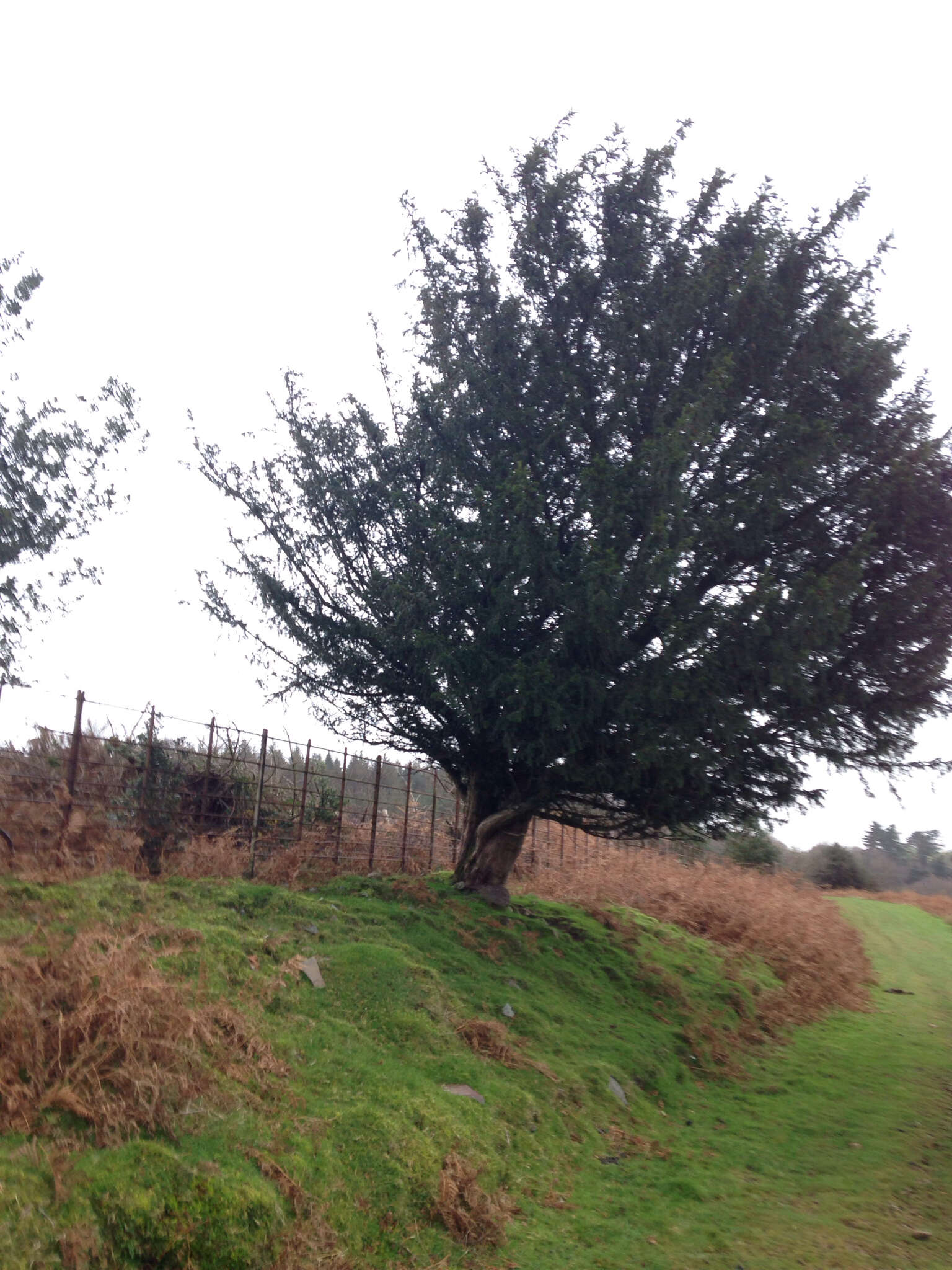 Image of English yew