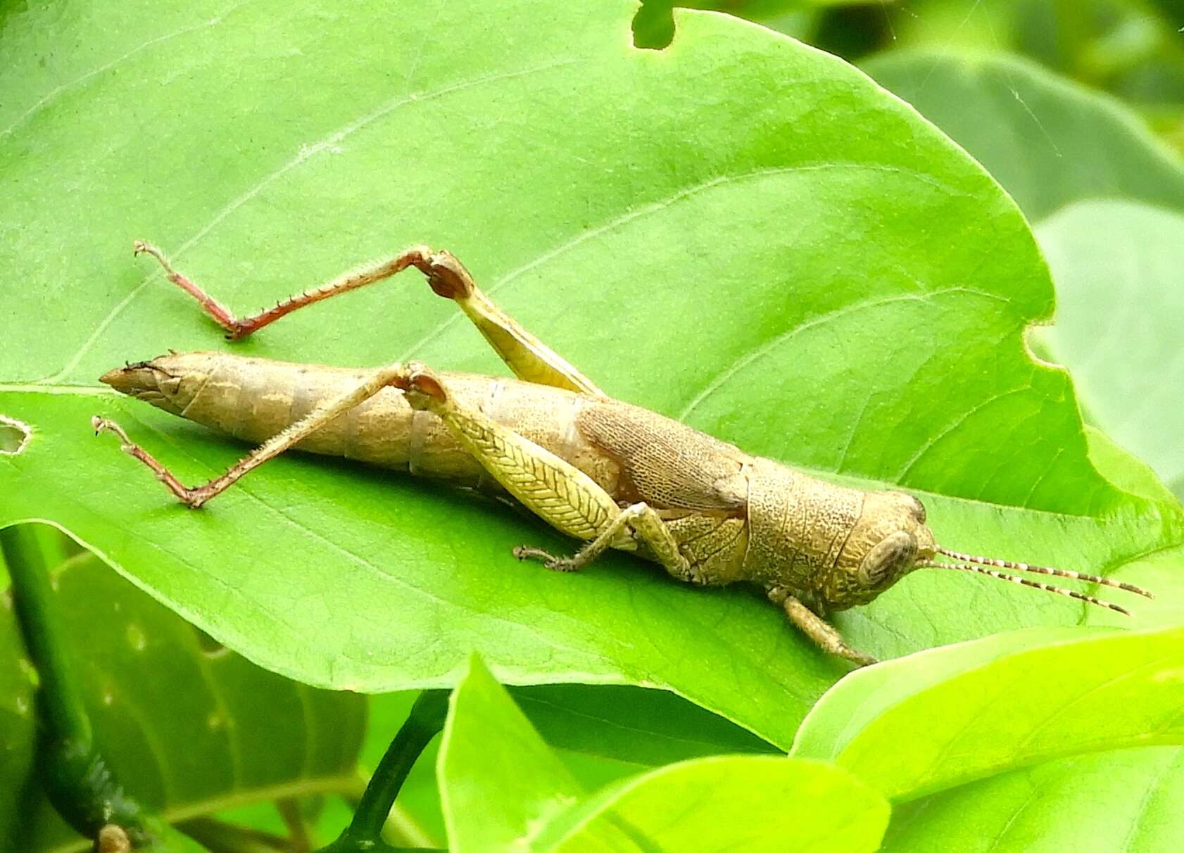 Image de Proctolabus cerciatus Hebard 1925