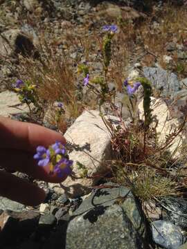 Image of Fremont's phacelia