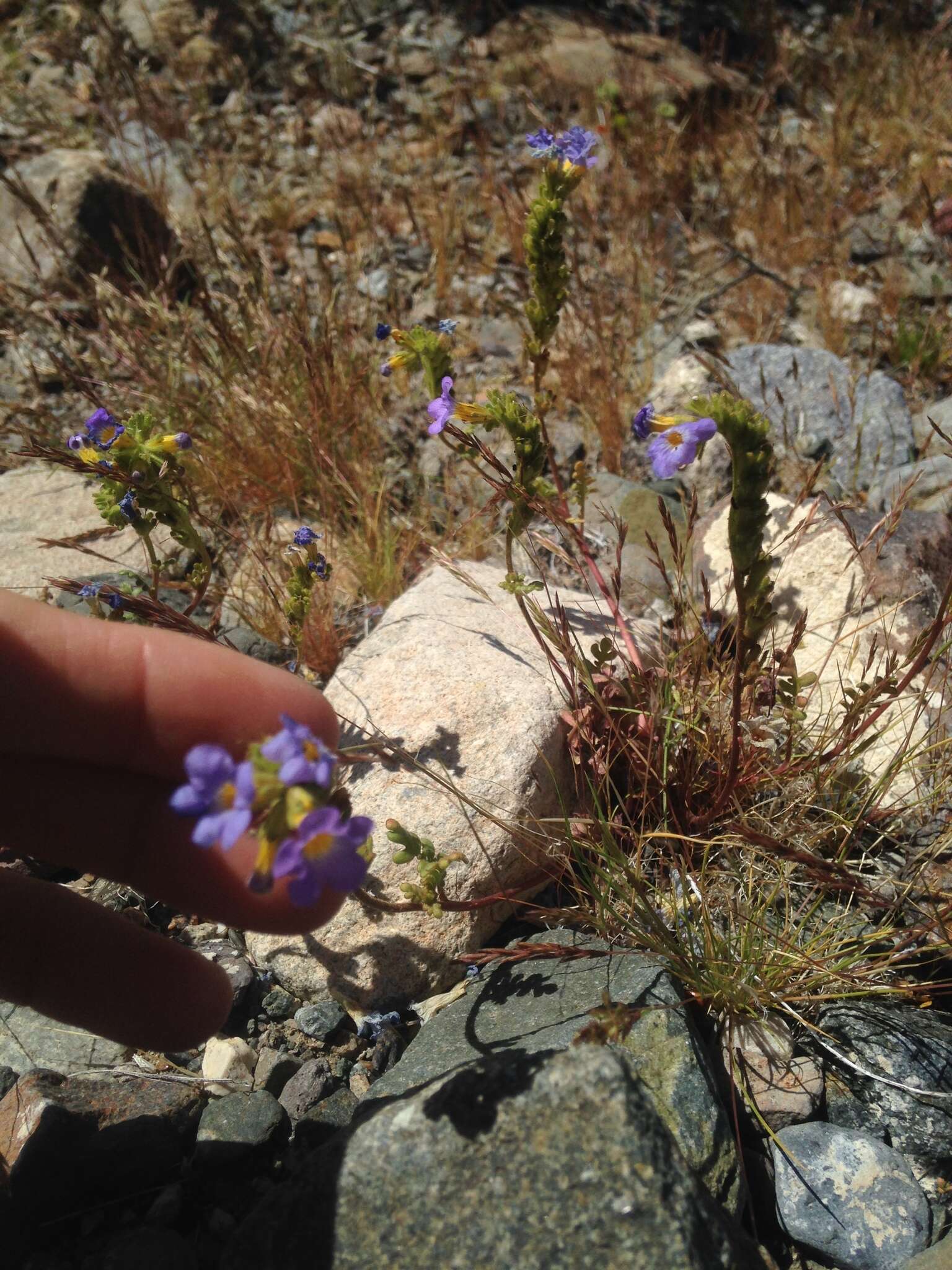 Image of Fremont's phacelia