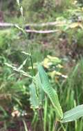 Plancia ëd Brachiaria foliosa (R. Br.) Hughes