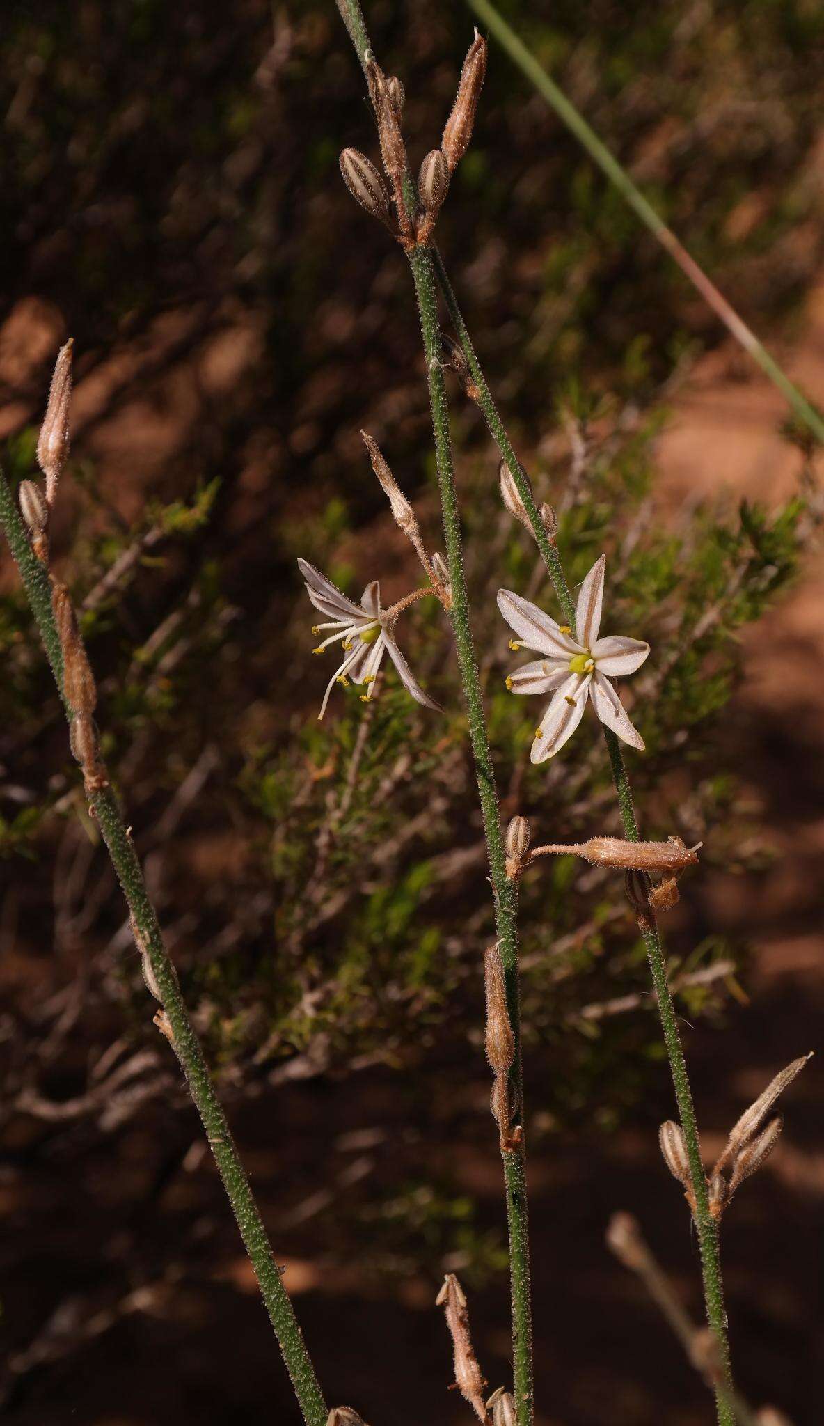 Image of Chlorophytum viscosum Kunth