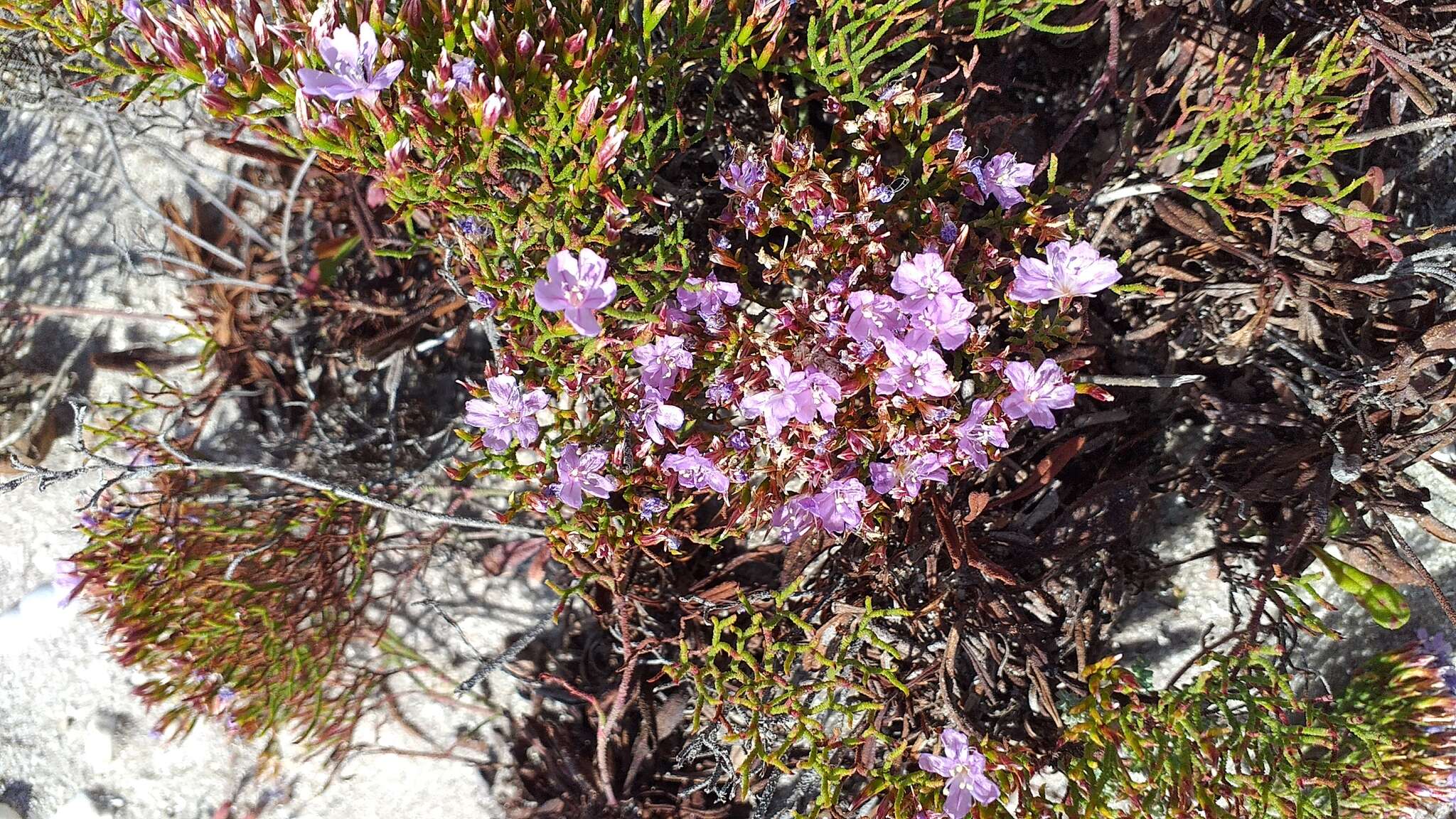 Imagem de Limonium scabrum (Thunb.) Kuntze