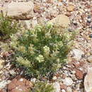 Plancia ëd Oreocarya fulvocanescens (S. Wats.) Greene