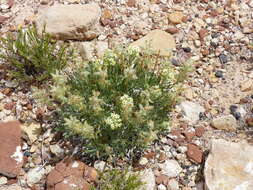 Plancia ëd Oreocarya fulvocanescens (S. Wats.) Greene