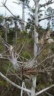 Image of potbelly airplant