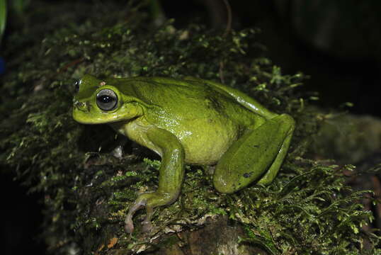 صورة Plectrohyla exquisita McCranie & Wilson 1998