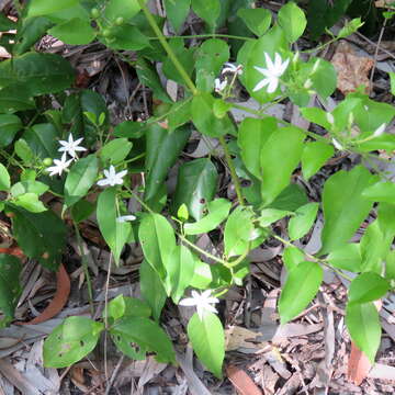 Image of Jasmine, Native