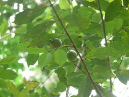 Image of wild guava