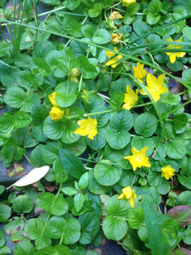 Слика од Lysimachia nummularia L.