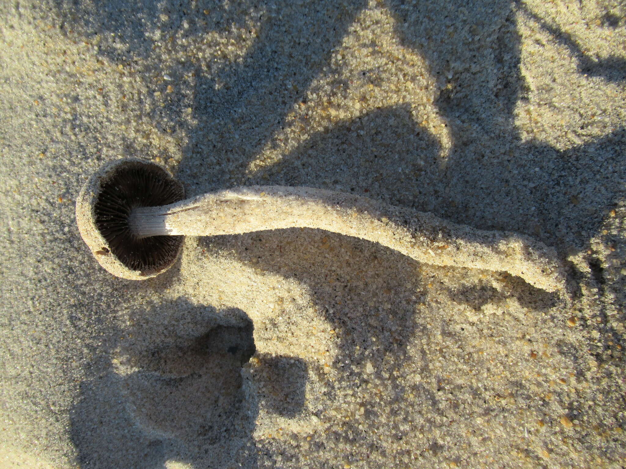 Image of Psathyrella ammophila (Durieu & Lév.) P. D. Orton 1960