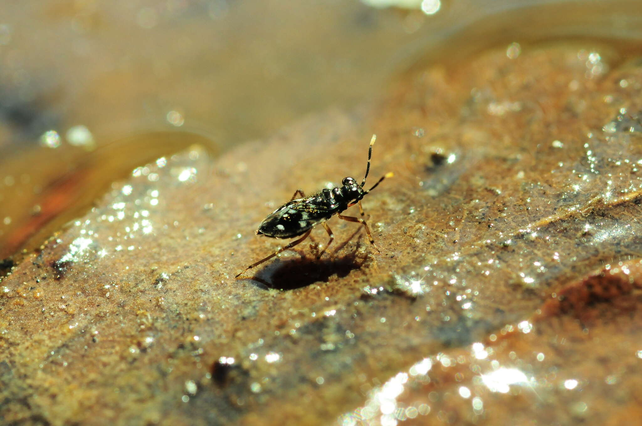 صورة Chartoscirta elegantula (Fallén 1807)