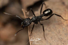 Image of Rhytidoponera nodifera (Emery 1895)