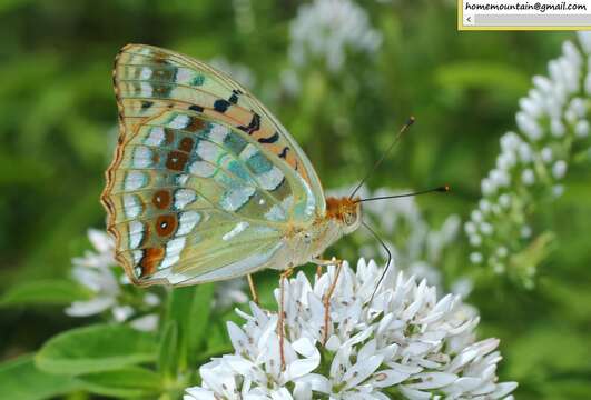 Image of <i>Argynnis vorax</i>