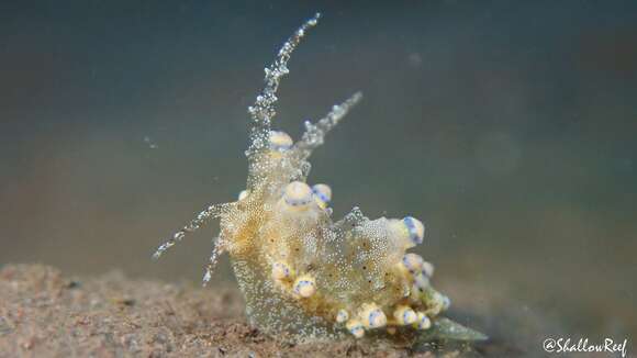 Image of Eubranchus rubropunctatus Edmunds 1969