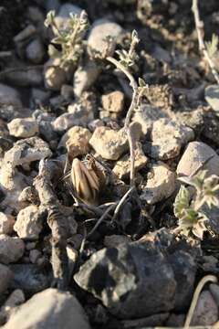 Image of Turbinicarpus macrochele subsp. frailensis