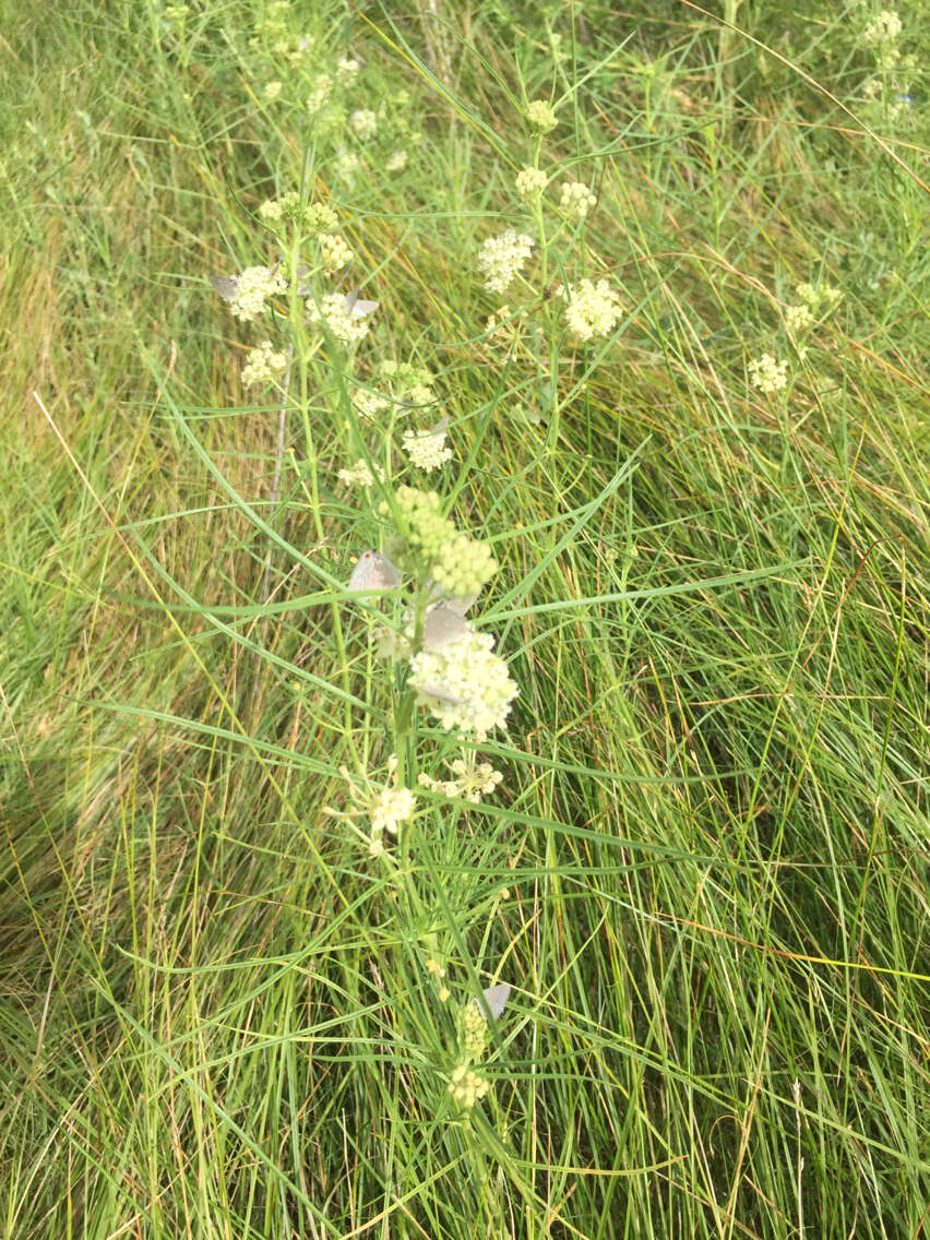 Image of horsetail milkweed