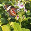 Cethosia hypsea fruhstorferi Stichel 1907 resmi