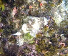 Image of Eastern Red scorpionfish