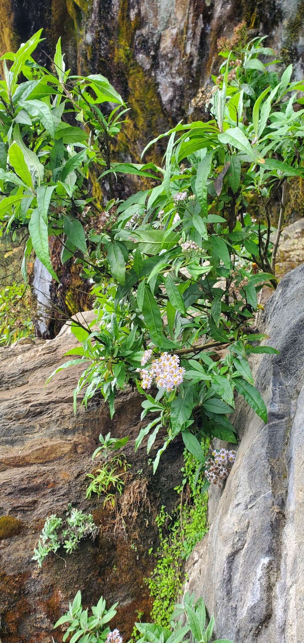 Image de Aster albescens (DC.) Wall. ex Hand.-Mazz.