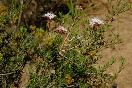 Image of Agathosma foetidissima (Bartl. & Wendl.) Steud.