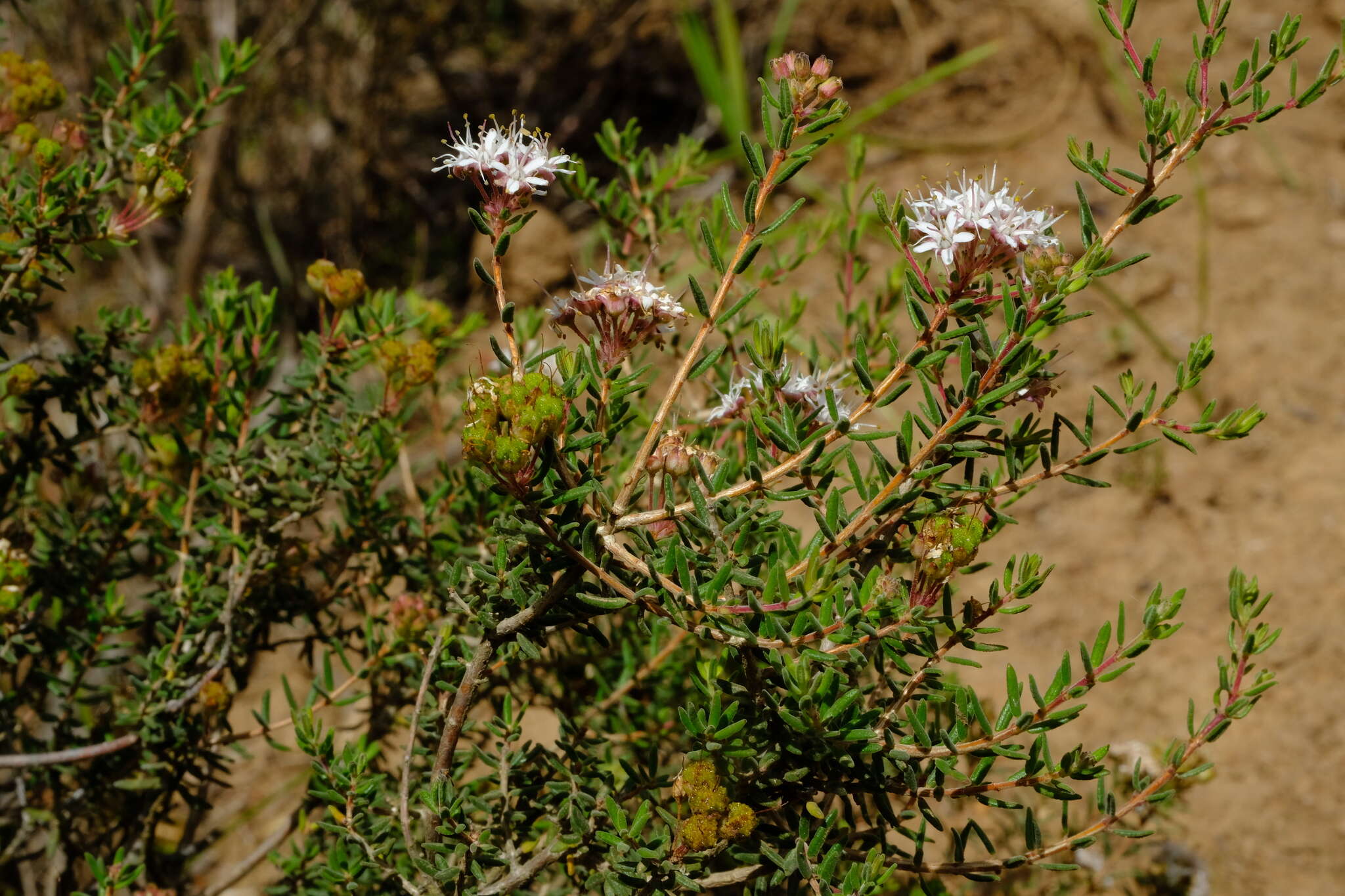 Image of Agathosma foetidissima (Bartl. & Wendl.) Steud.