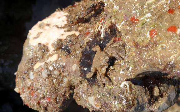 Image of hairy stone crabs