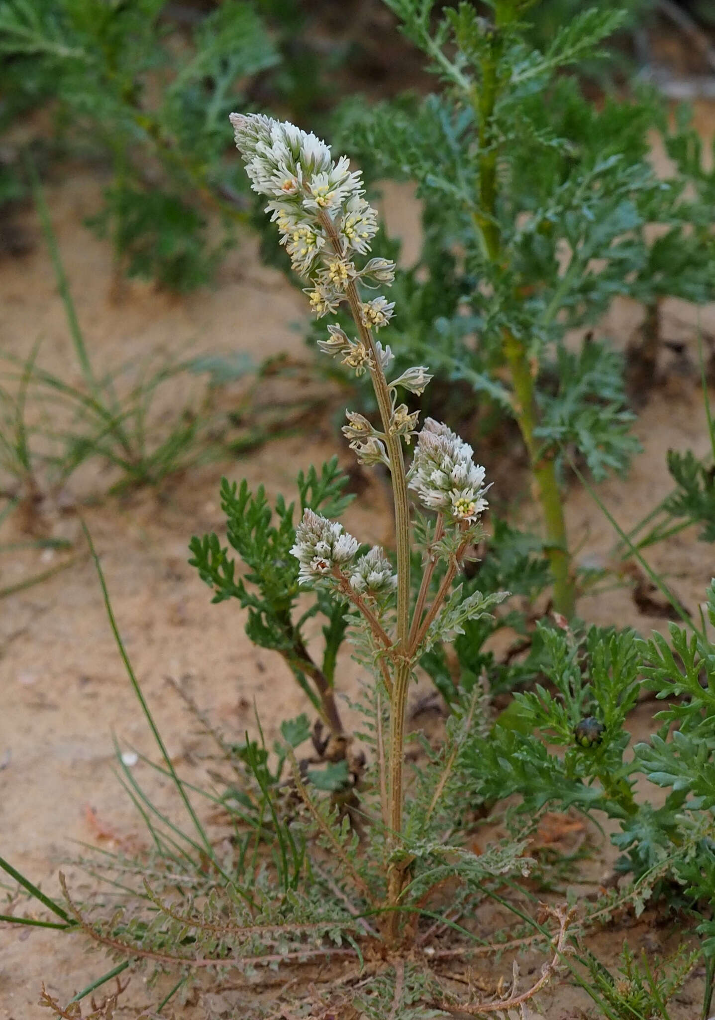 Image of Reseda decursiva Forsk.