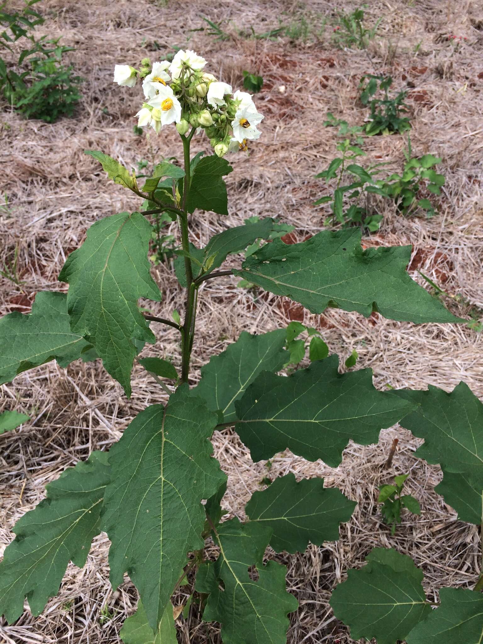 Image of Solanum guaraniticum A. St.-Hil.