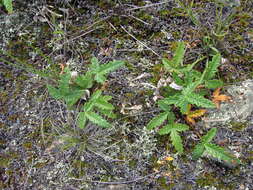 Image of Potentilla leucophylla F. Sauter