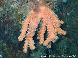 Imagem de Alcyonium glomeratum (Hassall 1843)