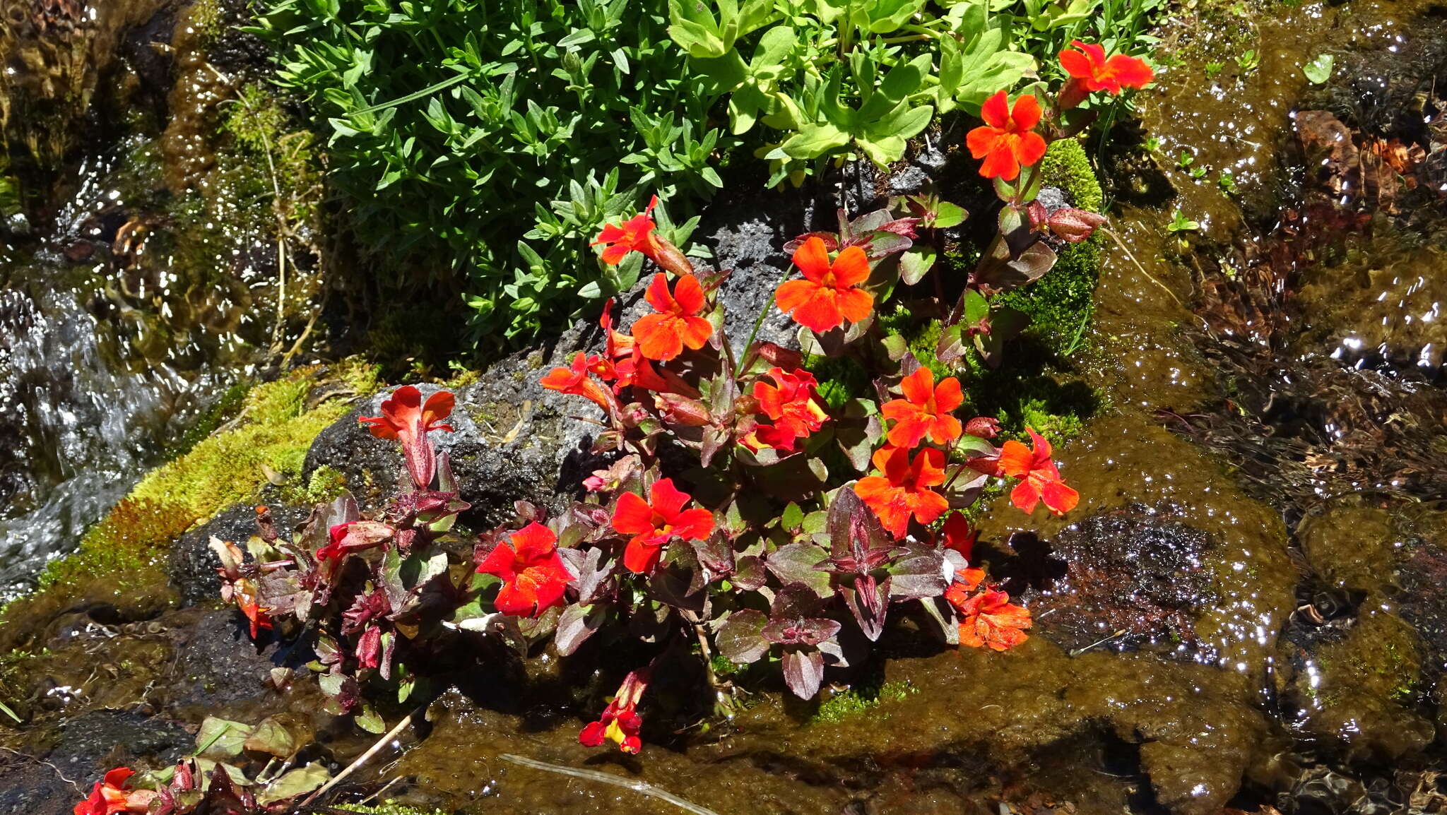 Image of Erythranthe cuprea (Dombrain) G. L. Nesom