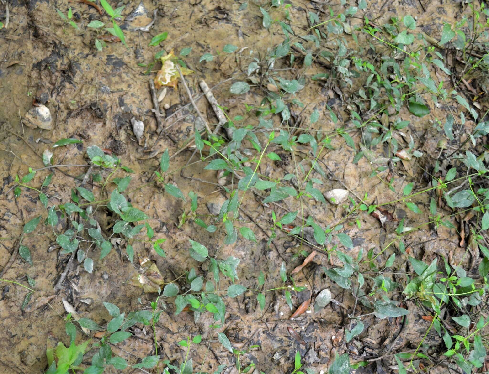 Image of Trailing Yellow-Loosestrife