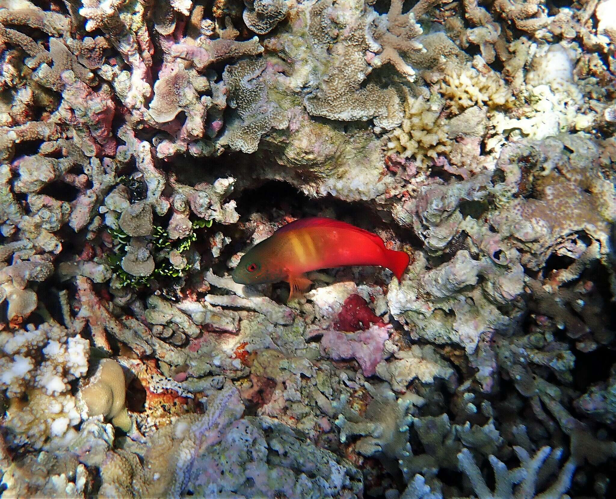 Image of Darkstriped dottyback