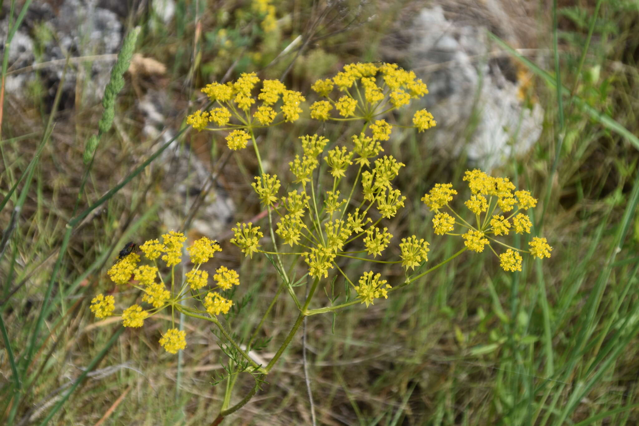 صورة Chaerophyllum coloratum L.