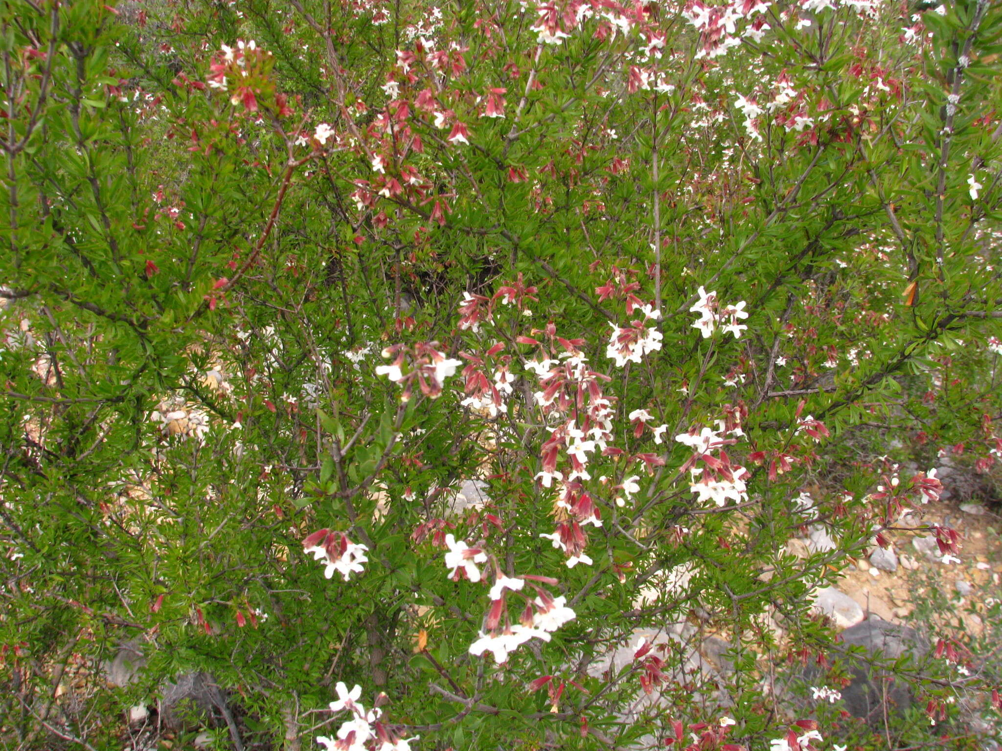 Image of Machaonia coulteri (Hook. fil.) Standl.