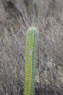Image of Browningia hertlingiana (Backeb.) Buxb.