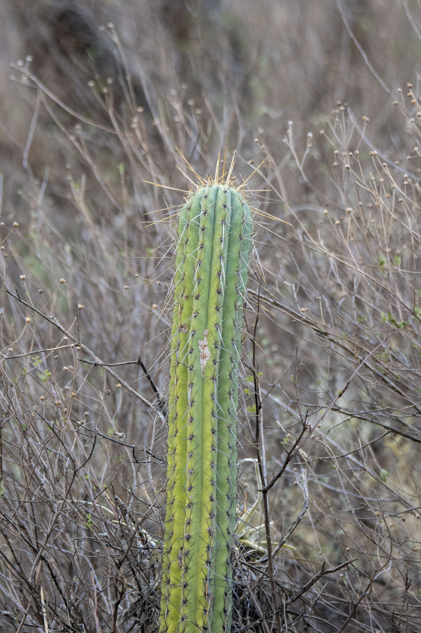 Imagem de Browningia hertlingiana (Backeb.) Buxb.