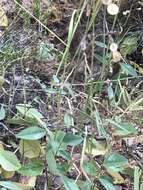 Image of Santa Cruz Island ticktrefoil