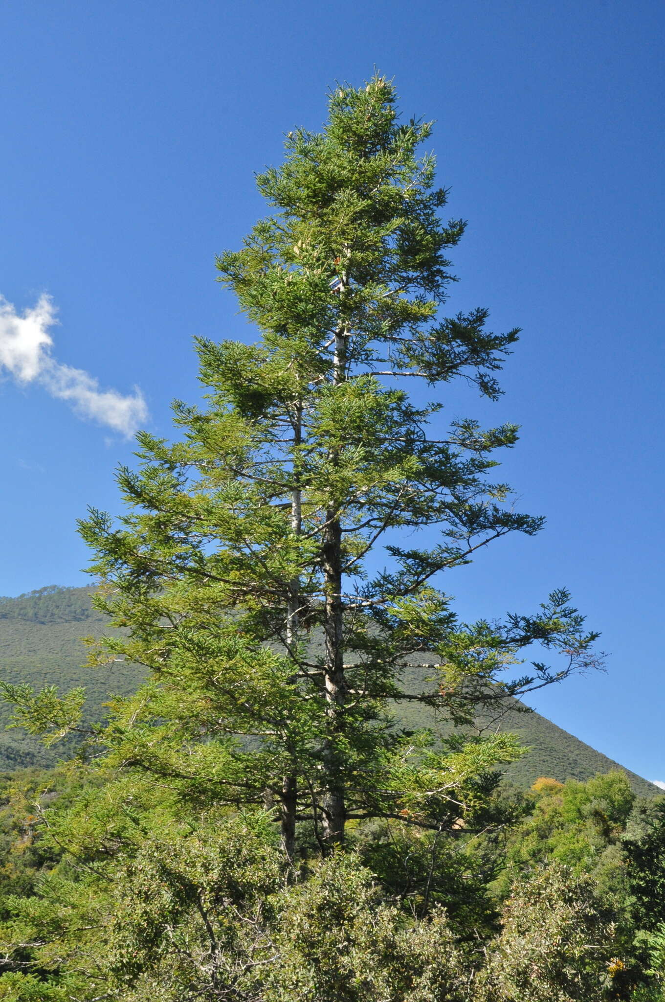 Plancia ëd Abies durangensis var. coahuilensis (I. M. Johnst.) Martínez