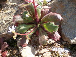 Imagem de Micranthes clusii (Gouan) Fern. Prieto, Vázquez, Vallines & Cires