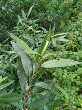 Image of Salix viminalis var. gmelinii (Pall.) Andersson