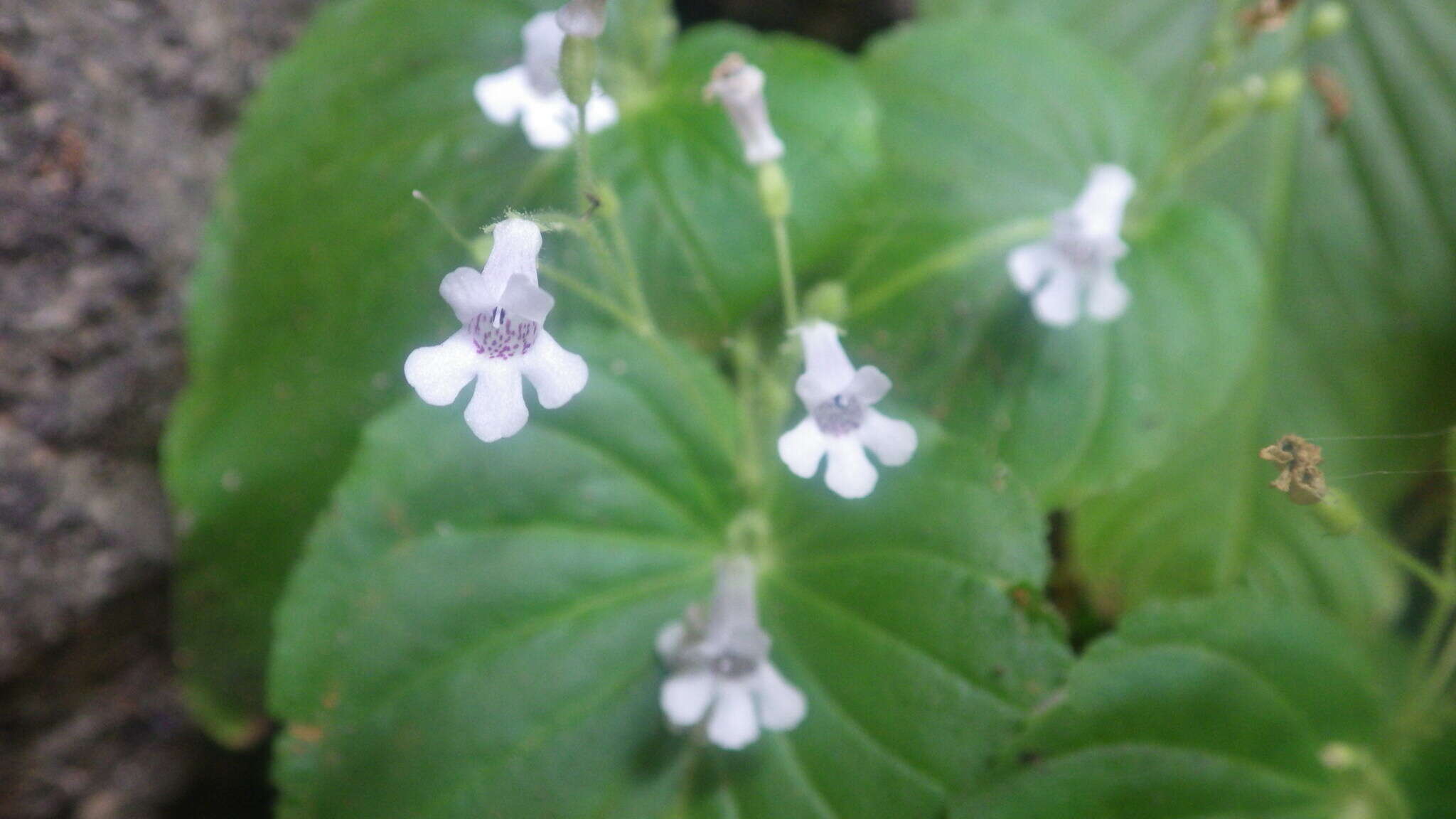 Streptocarpus capuronii Humbert resmi