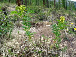 Image of Astragalus saralensis N. F. Gontscharow