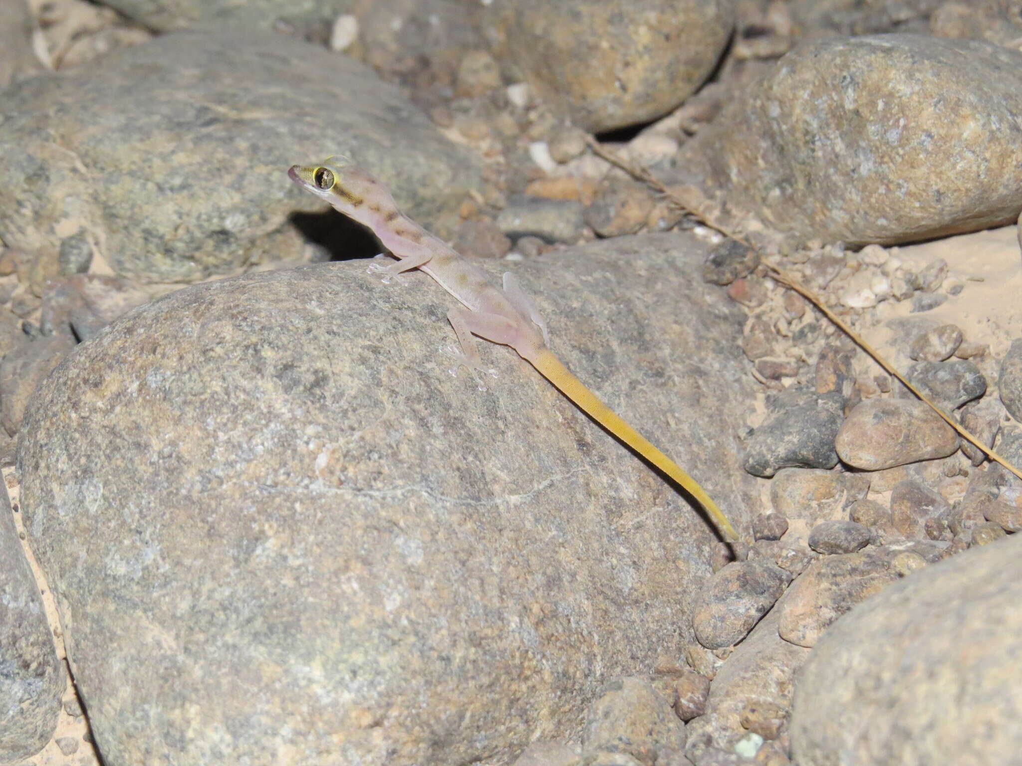 Image of Gallagher's Gecko