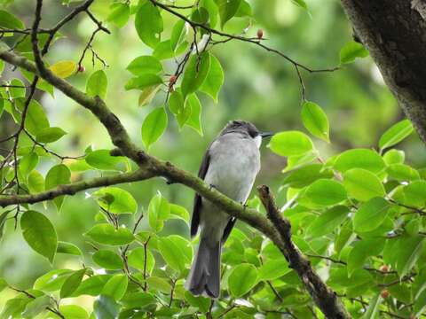 Image of Cinereous Bulbul