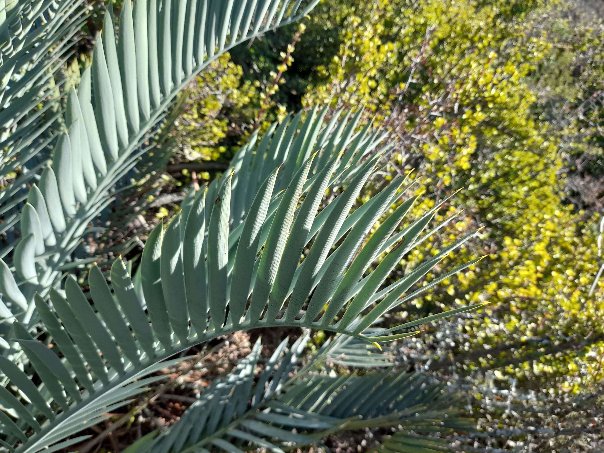 Image of Karoo cycad