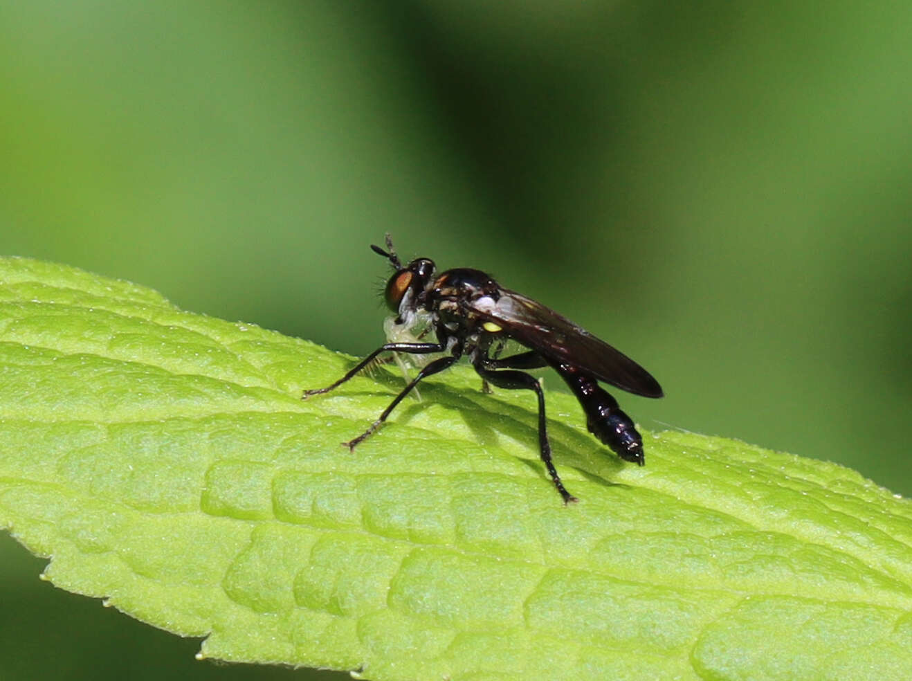 Image of Eudioctria brevis (Banks 1917)